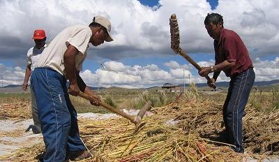 Workers in Peru harvesting quinoa. Photo Credit: Michael Hermann Workers in Peru harvesting quinoa. Photo Credit: Michael Hermann