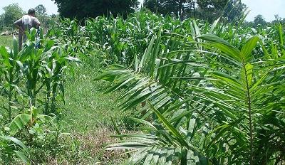 A Colombian worker surrounded by young African palm trees (Credit: CIMMYT) A Colombian worker surrounded by young African palm trees (Credit: CIMMYT)