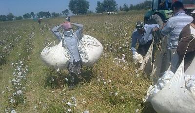 Forced labor in Uzbekistan Forced labor in Uzbekistan